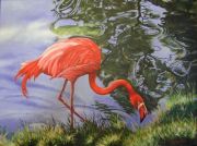 Grazing Flamingo
