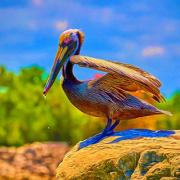 Pelican On a Rock